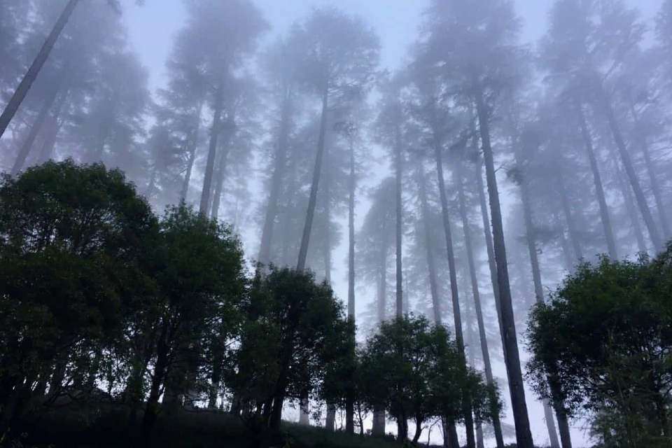 Mussoorie Nainital Corbett Kausani Tour